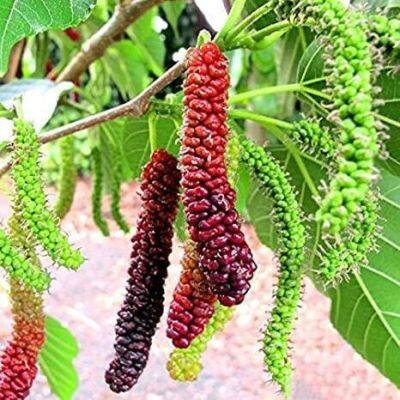 20 เมล็ดพันธุ์ Bonsai เมล็ด หม่อน ลูกหม่อน หรือ มัลเบอร์รี่ เก้ซิวเอียะ Mulberry Seed อัตราการงอกของเมล็ด 80-85%