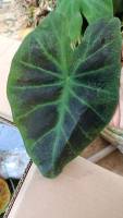 บอนแบล็คบิวตี้ Colocasia Black Beauty ขายเป็นหัวรากในกระถางหรือถุงดำ ราคา 149 บาท