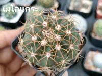 แคคตัส (Cactus) หรือ ต้นกระบองเพชร (เมโลแคระ) กระถาง 2 นิ้ว