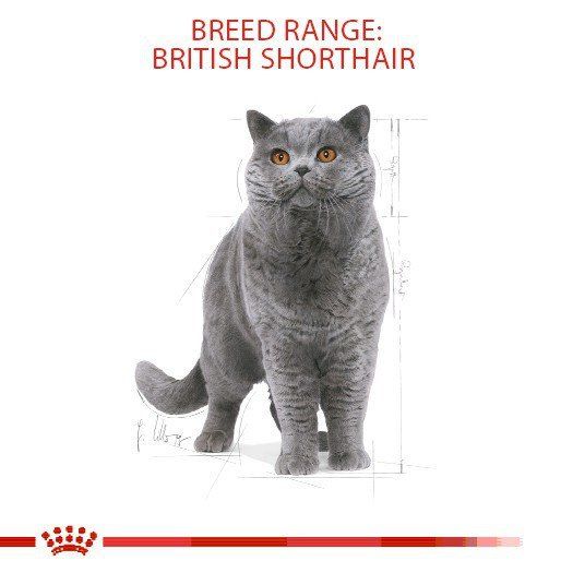 royal-canin-british-shorthair-adult-2kg-อาหารเม็ดแมวโต-พันธุ์บริติช-ชอร์ทแฮร์-อายุ-12-เดือนขึ้นไป