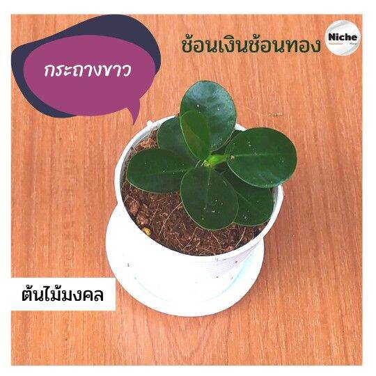 พร้อมส่ง-โปรโมชั่น-ต้นช้อนเงินช้อนทอง-กระถางขาวพร้อมจานรอง-3-นิ้ว-ต้นไม้มงคล-ไม้ต้น-ทรงพุ่มรูปกลม-ชื่อเป็นมงคล-ไม้มงคล-ที่รูปทรงใบสวยงาม-ส่งทั่วประเทศ-พรรณ-ไม้-น้ำ-พรรณ-ไม้-ทุก-ชนิด-พรรณ-ไม้-น้ำ-สวยงา