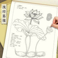 ภาพวาดจีนวาดเส้นยาสมุนไพรความเข้าใจการเรียนรู้ HHerbs และพืช Primer Book