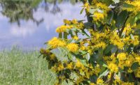 ต้นรวงผึ้ง  ต้นดอกน้ำผึ้ง  สายน้ำผึ้ง yellow star เป็นพันธุ์ไม้หอมดอกสีเหลืองสวยงาม ไม้ดอก ไม้หอม เลี้ยงง่าย ต้นละ 199 บาท