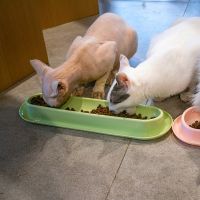 Cat Food Water Bowls 15° Tilted Single Dish 13.6 Long Pet Feeding Bowl for Kitten Safe Plastic Material Easy to Clean