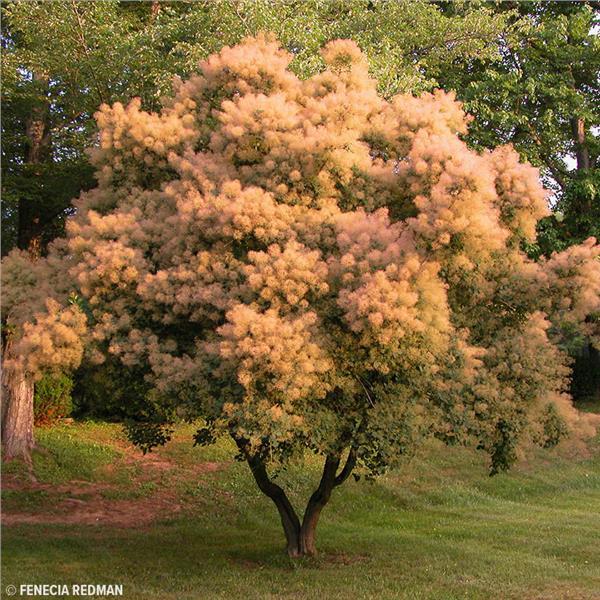 เมล็ดพันธุ์-บอนไซ-สโม๊ค-บุช-cotinus-coggygria-european-smoketree-10-เมล็ด-เมล็ดพันธุ์นำเข้าจาก-อังกฤษ