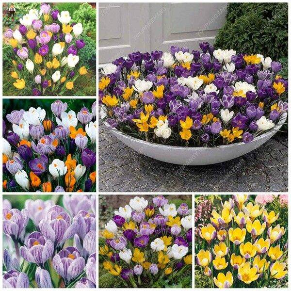Saffron Seeds Crocus Flower Seeds Easy to Grow Home Garden Plant iEmq Lazada