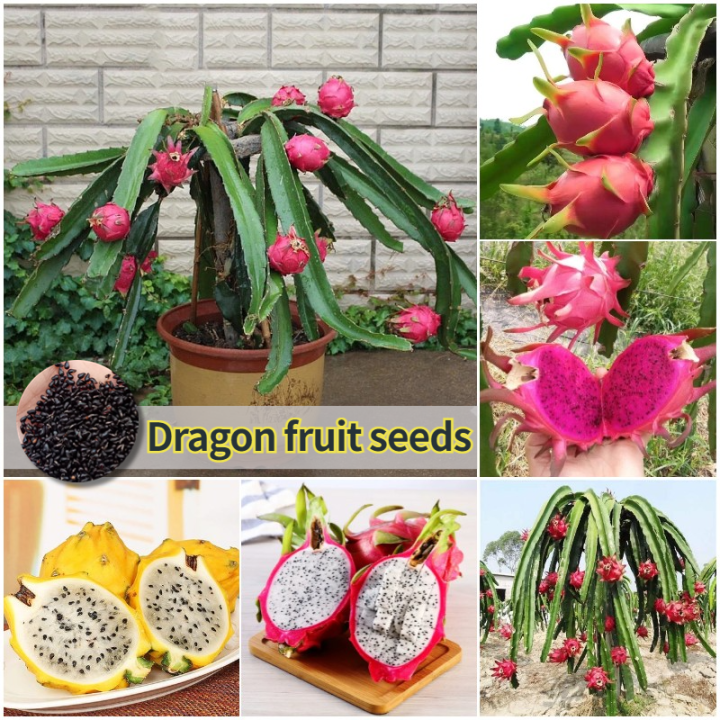 [Easy to grow in Philippines] Pitaya Seeds Dragon Fruit Seeds for