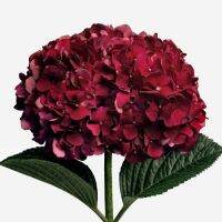 20 เมล็ด เมล็ดไฮเดรนเจีย Hydrangea Seed สีแดง ไฮเดรนเยียสายพันธุ์ฝรั่งเศส ของแท้ 100% อัตราการงอก 70-80% มีคู่มือปลูก