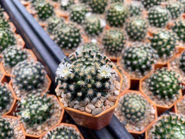 แมมขนนกเหลือง-แมมขนนกขาว-mammillaria-schiedeana-แมมขนนก-แมมขนนกไม้เมล็ด-ลุ้นสีดอก-แคคตัสราคาถูก