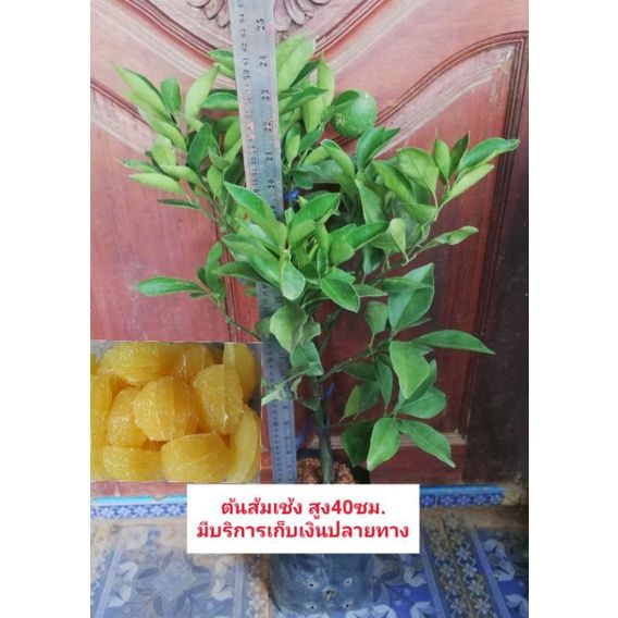 ต้นส้มเช้ง-ราคา-140-บาท