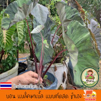 บอน  Colocasia Black mable บอนโคโลคาเซีย แบล็คมาร์เบิล สายพันธุ์แท้ แบบตัดสด ชำเอง ใบใหญ่สีเขียวแก่ แต่งแต้มด้วยรอยด่างสีน้ำตาลแดง หายาก