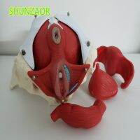 1:1Female pelvissexual female organ models (2 lumbars spine) Female bladder pelvic floor muscles w/Coccyx Sacrum Model