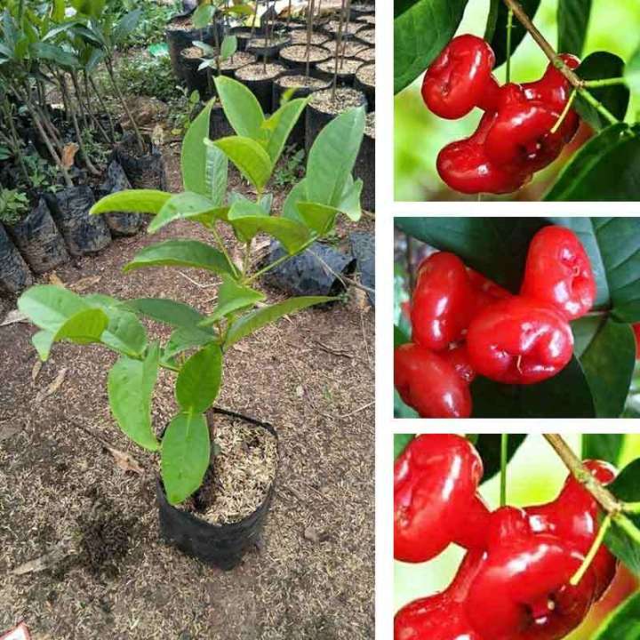 Jual Bibit Jambu Air Kancing Tanaman Jambu Pohon Jambu Kancing Lazada Indonesia