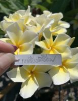 ต้นลีลาวดีแคระ Plumeria spp. พันธ์ เหลืองเสงี่ยมดอกใหญ่ สีขาวเหลือง สวยมากๆ กลิ่นดอกหอม อ่อนๆละมุนๆ และดอกดกมาก ออกดอกตลอดปี ต้นโตเต็มที่ สูงไม่เกิน 1.5 เมตร จัดส่งในกระถาง 11 นิ้ว ต้นสูง 60-70 ซม จัดส่งสินค้าตามภาพ สินค้าถ่ายจากต้นไม้ที่สวนจริง