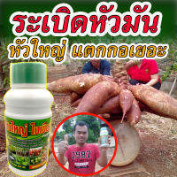 ?สูตรเข้มข้น ไร้เคมี? ยาระเบิดหัวมัน  ฮอร์โมนระเบิดหัว เร่งแป้ง เร่งหัวมันโต ปุ๋ยมันสำปะลัง น้ํายาแช่มันสําปะหลัง ยาเร่งหัวมันสําปะหลัง ยาเร่งรากมันสําปะหลัง ปุ๋ยฉีดทางใบมันสําปะหลัง ปุ๋ยบํารุงมันสําปะหลัง ระเบิดหัวมัน ปลอดสารพิษ100 %