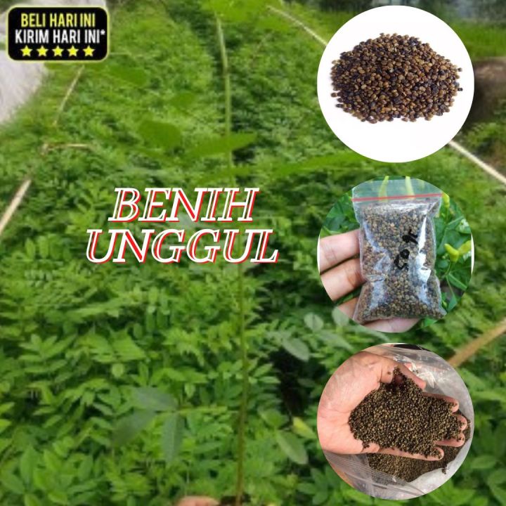 Indigofera Siap Tanam Benih Indigofera Super Lazada Indonesia 7782