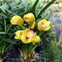 กล้วยไม้ดิน ซิมบีเดี่ยม Cymbidium สีเหลืองปากชมพู ไซส์พร้อมให้ดอก