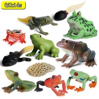 Realistas Selvagem Anfíbios Figuras De Ação Treefrog Bullsapo Pláo Modelo Brinquedos Cognitivos เครื่องประดับ Brinquedos