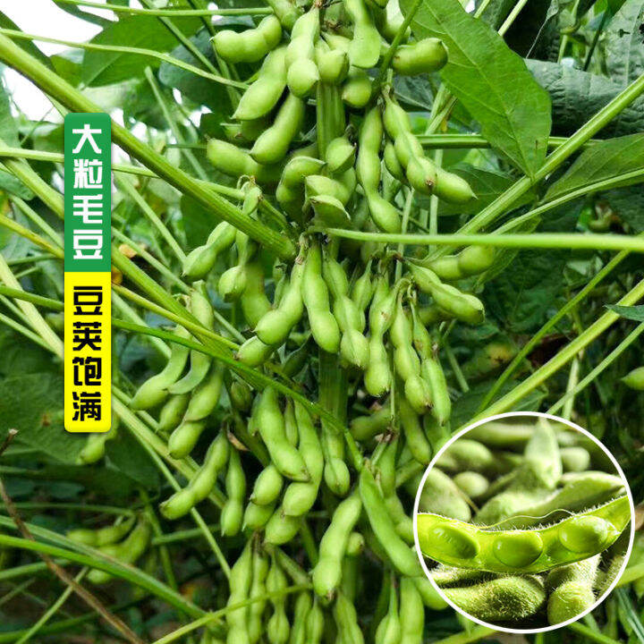 Fresh edamame seed early maturity high yield large soybean seed seeds