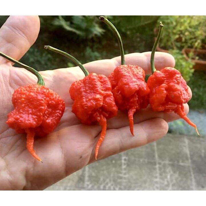 Hot 15 Carolina Reaper Hottest Chili Seeds Legit Lazada Ph