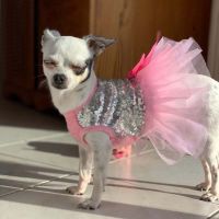 Princess Dog Dress Summer Bright Shirt Tutu Skirt Dog Clothes For Yorkie Chihuahua Shih Tzu Bowknot Wedding Party Puppy Costume Dresses