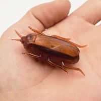 【CC】 1pc Electric Crawling Cockroach Fake Roach Prank Trick Joke Gadgets Scary Spoof