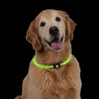 Led Dog Collar Usb Rechargeable Flashing Light Waterproof Night Safety Belt Supplies Dog Collar Dog Interactive Collar