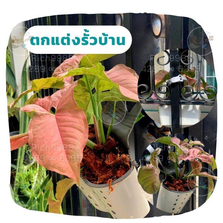 ต้นออมชมพู-ในกระถางแขวน-เงินไหลมาชมพู-ไม้มงคลโชคลาภ-syngonium-pink-ต้นไม้มงคลสวยๆ-ฟอกอากาศ-แต่งรั้วบ้าน-สวน-แขวนต้นไม้-ของขวัญปีใหม่-คริสมาส