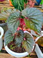 Shop Rex Begonia Plant with great discounts and prices online - Aug 2022 |  Lazada Philippines