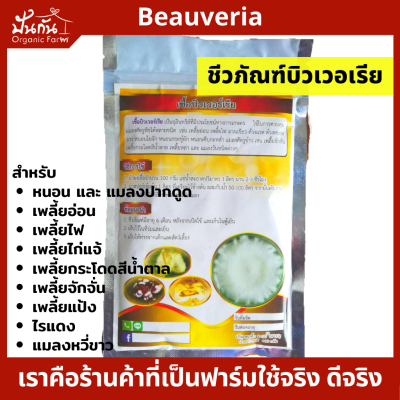 บิวเวอเรีย Beauveria Biocontrol ชีวภัณฑ์ บิวเวอร์เรีย แบบผง100g. ใช้ได้ถึง100ลิตร [มีวิธีการใช้] กำจัด แมลงปากดูด หนอน เพลี้ยอ่อน เพลี้ยไฟ เพลี้ยกระโดด เพลี้ยแป้ง เป็น Organic, ไฮโดรโพนิค Hydroponic ก็ใช้ได้