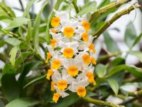 30 เมล็ดพันธุ์ เมล็ดกล้วยไม้ กล้วยไม้สกุลหวาย (Dendrobium) Orchid flower seeds อัตราการงอก 80-85%