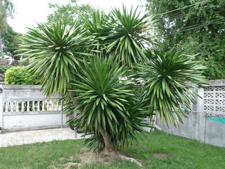 ขายส่ง-100-เมล็ด-เมล็ดจันผา-dracaena-cochinchinensis-จันทร์ผา-จันทร์แดง-ลักกะจันทน์-จันผาด่าง-ปาล์มประดับ-ไม้แปลกหายาก-ไม้ขุดล้อม-ไม้จัดสวน