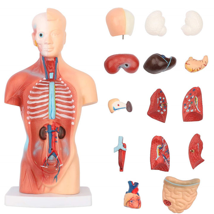 Phổi người Cấu tạo chức năng và các bệnh thường gặp ở phổi