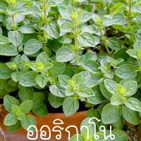 ออริกาโน?ถูกที่สุด10บ.? 30 เมล็ด☘️ เมล็ดพันธุ์ ออริกาโน?สมุนไพรฝรั่ง☘️ ปลูกง่าย?หอมมาก?ปลูกครั้งเดียวอยู่ได้เกิน 3 ปี