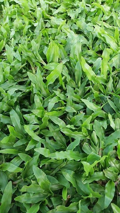 ขายส่ง-1-กิโลกรัม-เมล็ดหญ้ามาเลเซีย-tropical-carpet-grass-หญ้าเห็บ-หญ้าไผ่-หญ้าปูสนาม-สนามหญ้า-เมล็ดพันธ์หญ้า-ปูหญ้า-ปูสนาม-สนามหญ้าและสวน