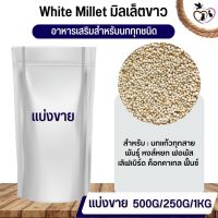 White millet มิลเล็ตขาว อาหารนก กระต่าย หนู กระต่าย กระรอก ชูก้า และสัตว์ฟันแทะ (แบ่งขาย 500G / 1KG)