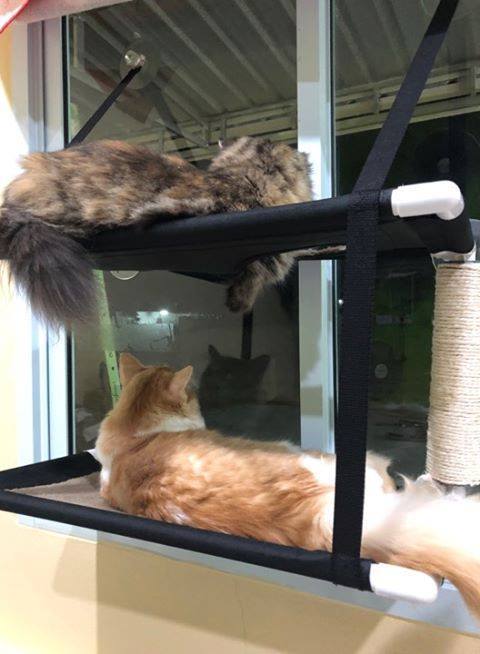 ที่นอนแมวติดกระจก-เปลนอนแมว-เปลญวนแมว-เปลแมวแบบติดกระจก-2ชั้น-ขนาด-35x60x63ซม-สำหรับติดกระจกหน้าต่าง-กระจกประตู-รับน้ำหนักได้-12-kg