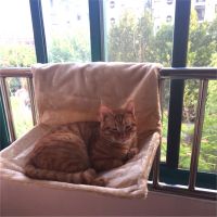 High-grade solid frame cat hammock cat bed house comfortable cute warm portable comfort cat pet bed shelf mattress