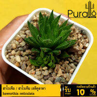 ต้นไม้อวบน้ำ กุหลาบหิน ฮาโวเทีย เรติคูลาตา Haworthia reticulata #succulent #Haworthia