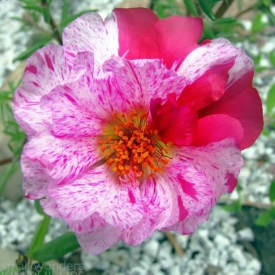 20 เมล็ดพันธุ์ เมล็ด คุณนายตื่นสาย หรือ แพรเซี่ยงไฮ้ Portulaca grandiflora Seed อัตราการงอก 80-85%