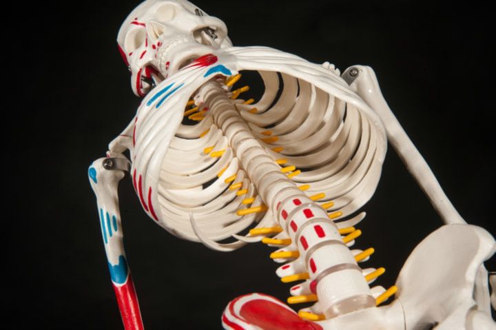 medical-human-body-skeleton-skeleton-skeleton-spinal-nerve-teaching-anatomy-specimens-model