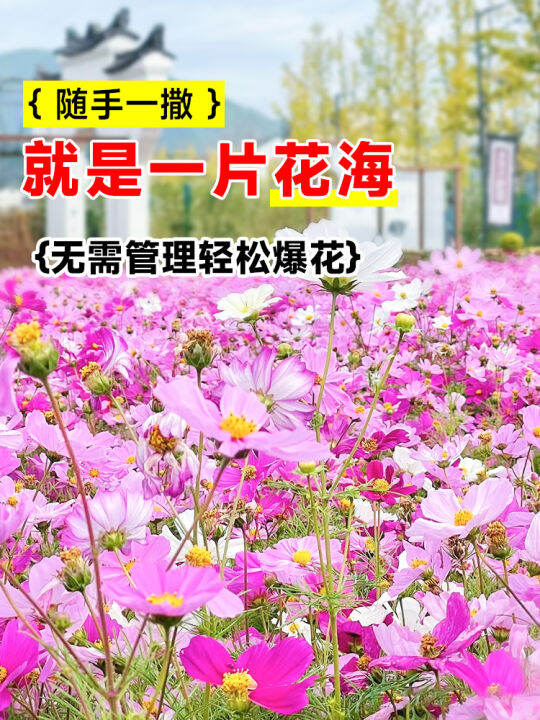 Gesanghua flower seed sunflower seed wild Persian chrysanthemum lawn