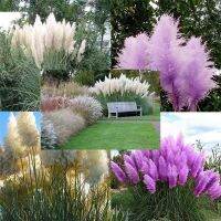 100 เมล็ดหญ้า หญ้าภูเขา หญ้าแพมพัส Pampas grass แปมปัส นำเข้าจาก USA อัตราการงอกสูง 80-85%