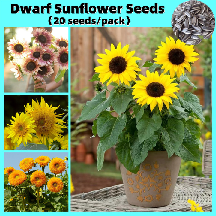 [Easy To Grow In Philippines] Dwarf Sunflower Seeds for Sale (20pcs/bag) Bonsai Seeds for