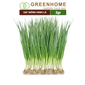 Hạt giống Hành lá, hành hương cao sản, gói 2gr, sinh trưởng mạnh, năng suất cao G01 Greenhome