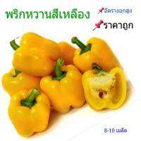 พริกหวานสีเหลือง ราคาประหยัด อัตรางอก 85% ขึ้น พร้อมวิธีการปลูก