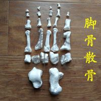 Ankle foot wrist joint simulation model 1 ankle bone movable foot bone toe can medical activity