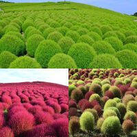 เมล็ดพันธุ์ พุ่มไม้เพลิง โคเชีย ( Kochia Trichophylla ) บรรจุ 50 เมล็ด