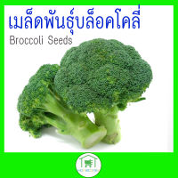 เมล็ดพันธุ์บล็อคโคลี่ Broccoli Seeds พร้อมส่งเก็บเงินปลายทาง