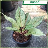 ต้นลักกี้หรือต้นโชคดีไม้มงคล ตระกูลอโกลนีมา(Aglaonema Lucky)  ต้นลัคกี้ส่งเป็นต้นพร้อมกระถาง